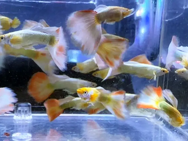 Full Gold Guppies - Pretty Males with Extra Color