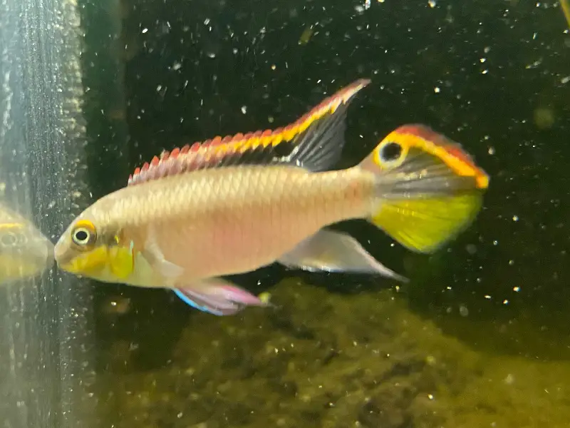 F2 Kribensis Cichlids, Young Pair (1M / 1F)