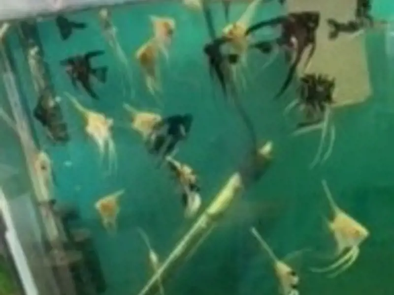 Assorted angel fish   nice nickel size    bag of 6 fish    (plus an extra)