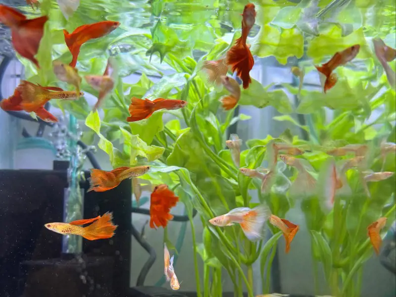 Mixed Variety Guppy Group of 20 or More