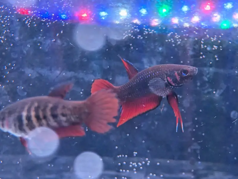 Betta splenden pair Franks bettas line rare wild betta