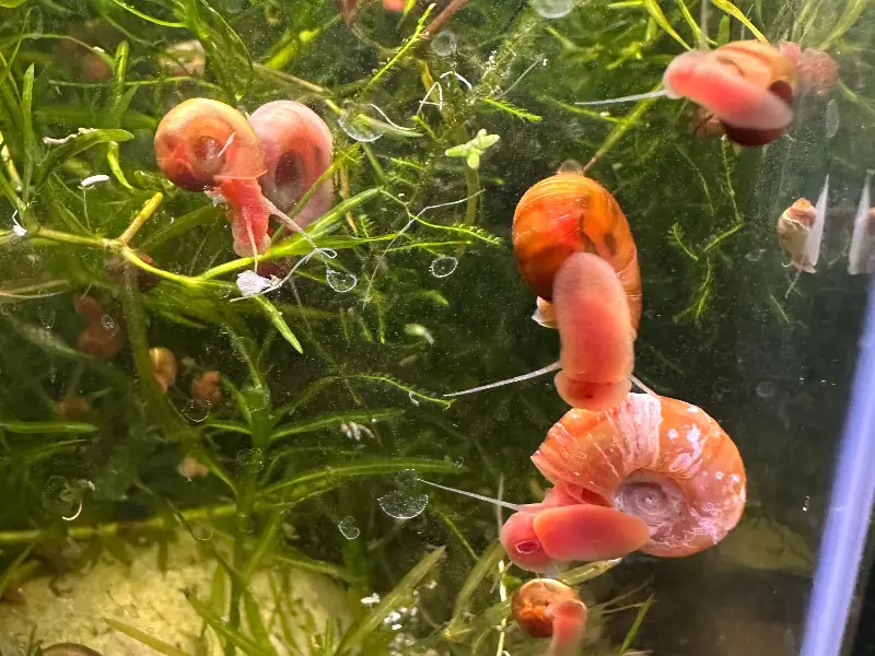 Assorted Ramshorn Snails - 10 pack