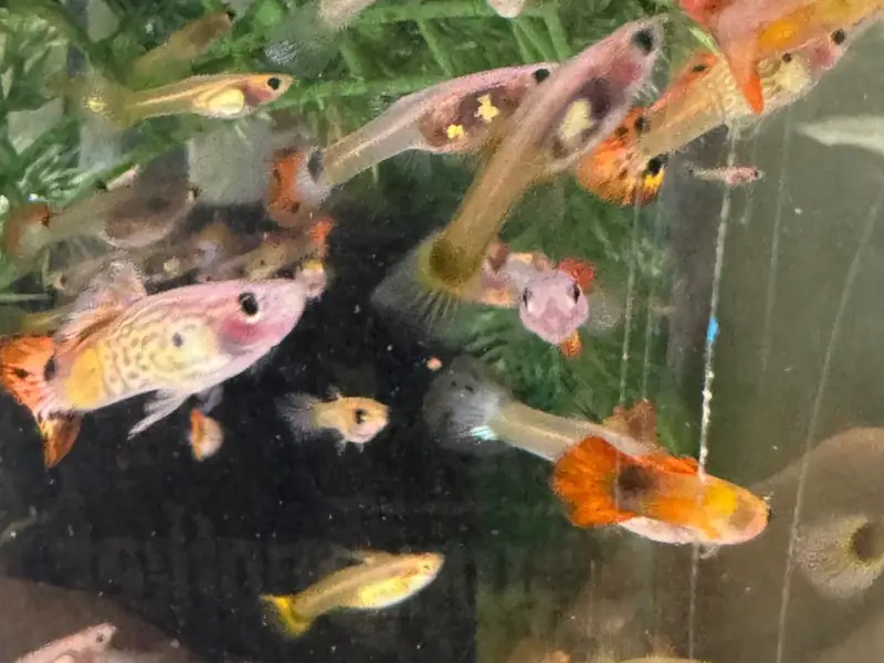Special Mixed Variety Guppy Group of 20 or More Adults
