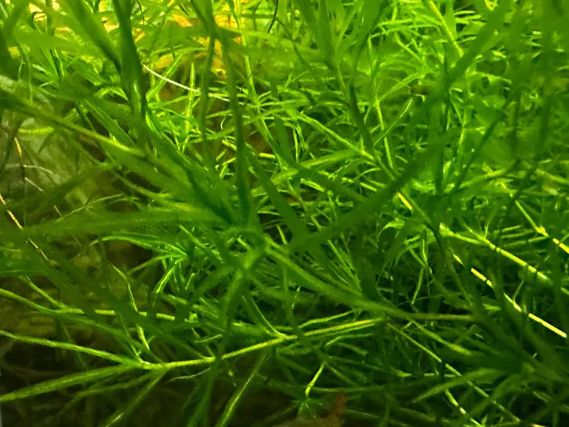 Guppy Grass - 1 oz (sandwich bag bundle)