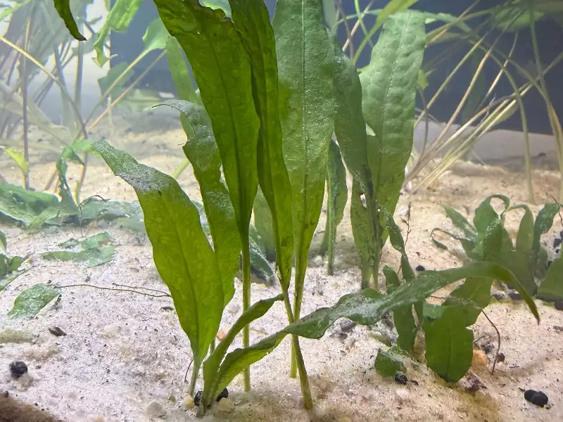 Cryptocoryne (Crypt) - Hardy Root-Feeding Aquarium Plant