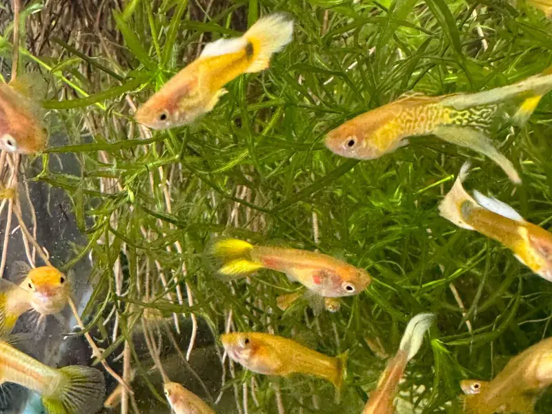 6-Pack Males, Specific Breeds (Seconds)