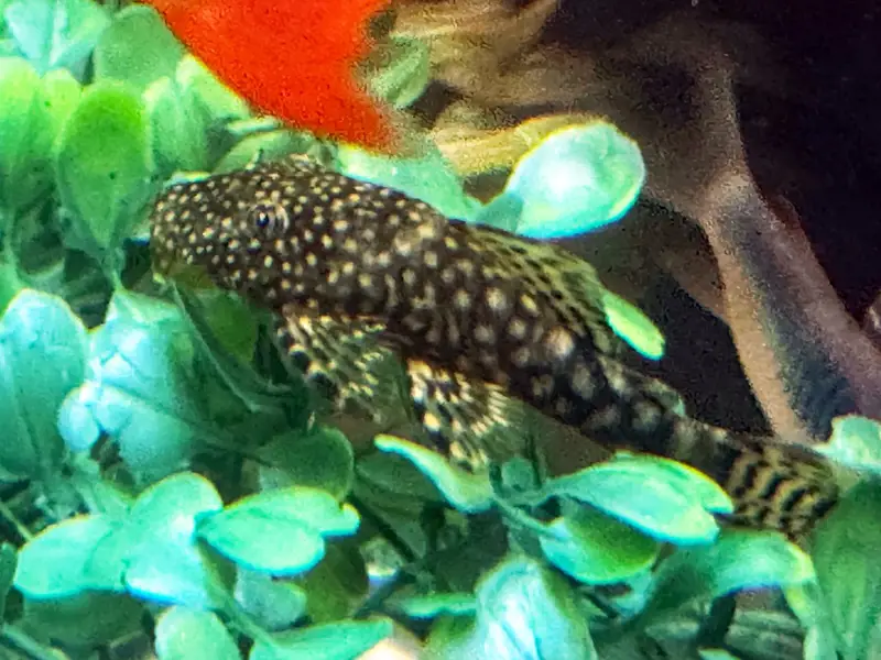 Bristle Nose Brown Pleco Juveniles, 2+ Inches
