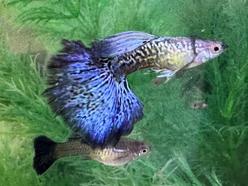 Blue Dragon Guppies - Young Adult  Trio