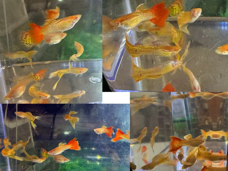 6 or More Males, Specific Breeds (Seconds)