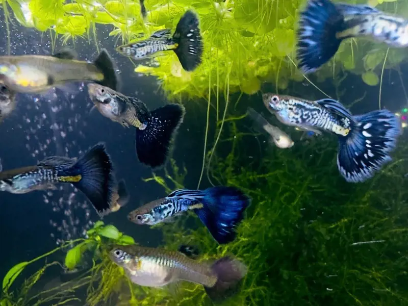 Fancy Metal Blue Tiger Guppy/ Fancy Guppy Fish- Breeding Trio (1 Male, 2 Female)