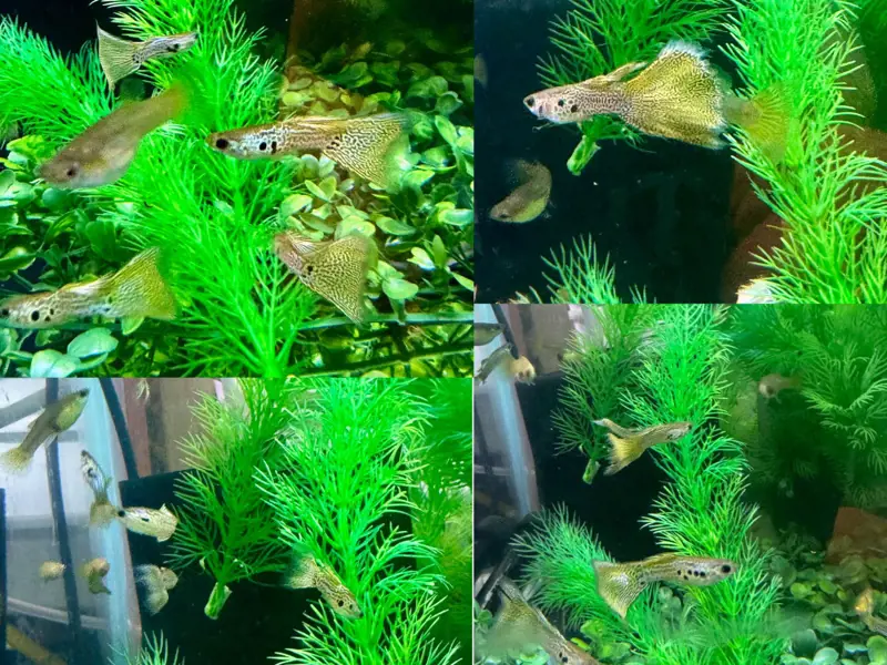Green and Yellow Lace Snakeskin Guppies