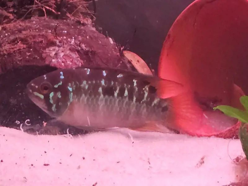 Ivanacara Bimaculata Group unsexed