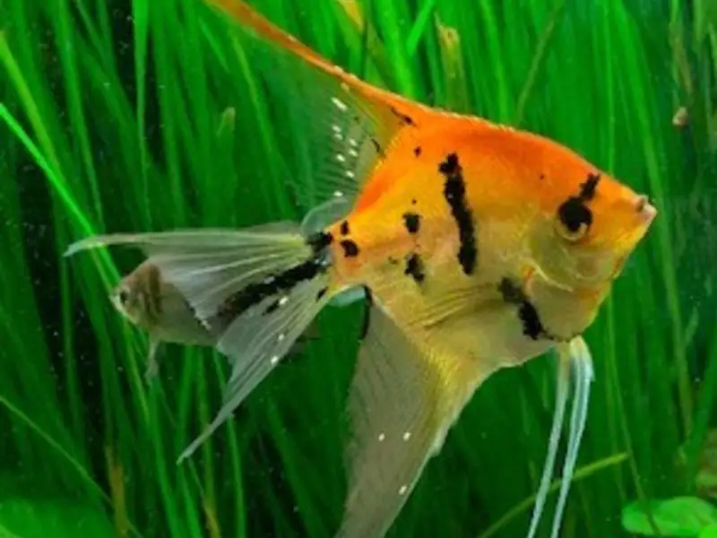 Angel Fish   Assorted colors   Large Silver Dollar size     Bag of 3 fish 