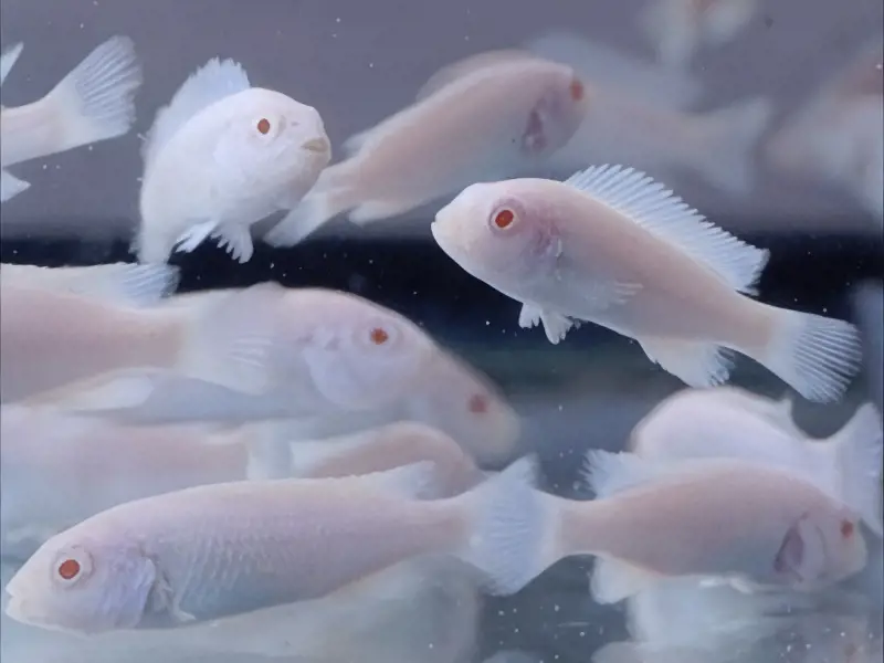 Albino Socolofi/ Snow White Mbuna Cichlid. Group Of 4.