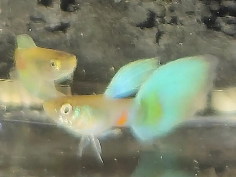 thumbnail image 2 of Variety Mix Endlers - 6 Breeding Pairs + Extras (17+ Fish) Free Shipping 2 of 6