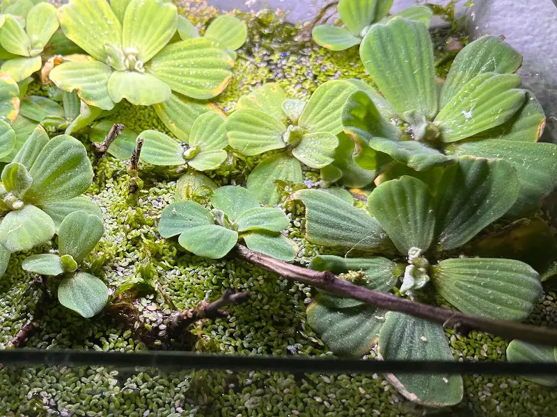 Medium Water Lettuce - 2 pack