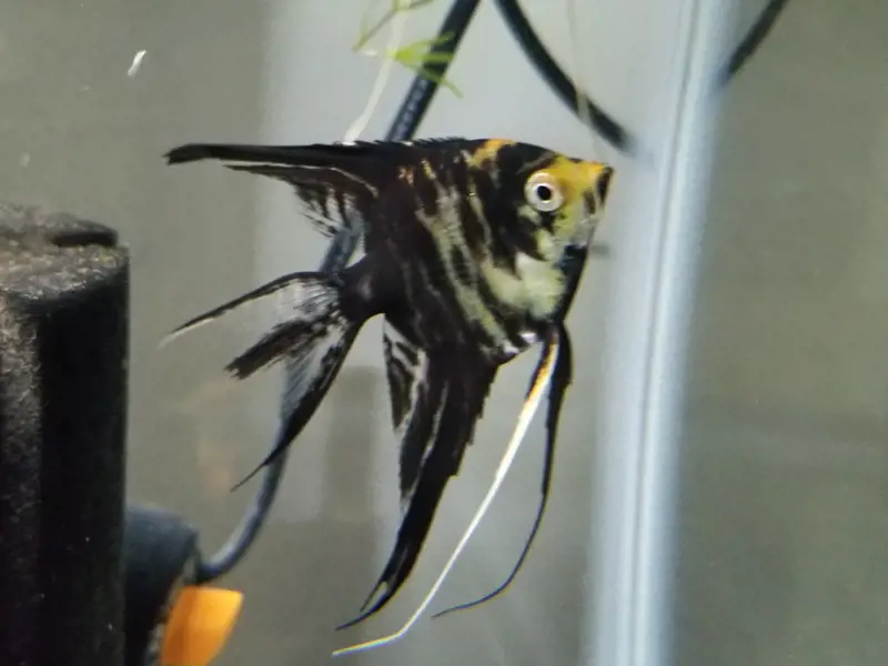 3x Black Marble Angelfish Quarter Size | Light Fish