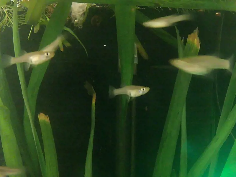  Live Mosquitofish Trumpet Snails Freshwater Aquarium
