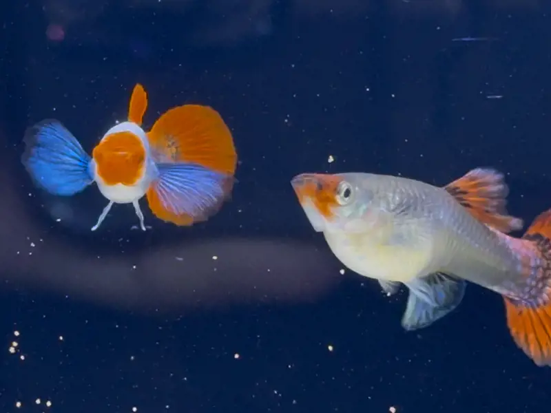 thumbnail image 2 of Rare Dumbo Koi Adult Guppies - 1 Trio (1 Male, 2 Females) - USA Seller, Freshwater 2 of 5