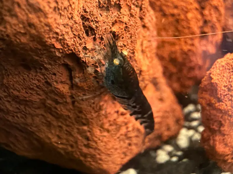 5 (+1 DOA) x Neo-Acclimated Orange Eye Tiger Caridinia Freshwater Dwarf Shrimp