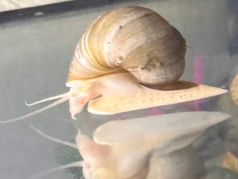 Mixed Mystery Snails - 3 pack
