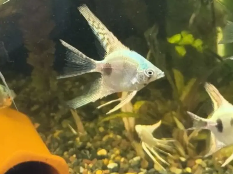 Philippine Blue Angelfish Mix Zebra, Striped, Ghost Standard and Veil 6 fish
