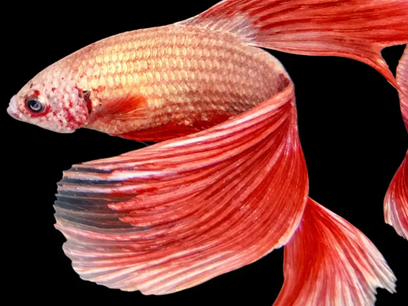 Male Dragon Veil Tale Betta