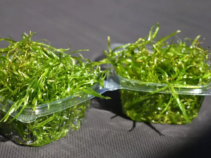Guppy Grass (1.5 CUP)/Aquatic Plant/Freshwater Plant