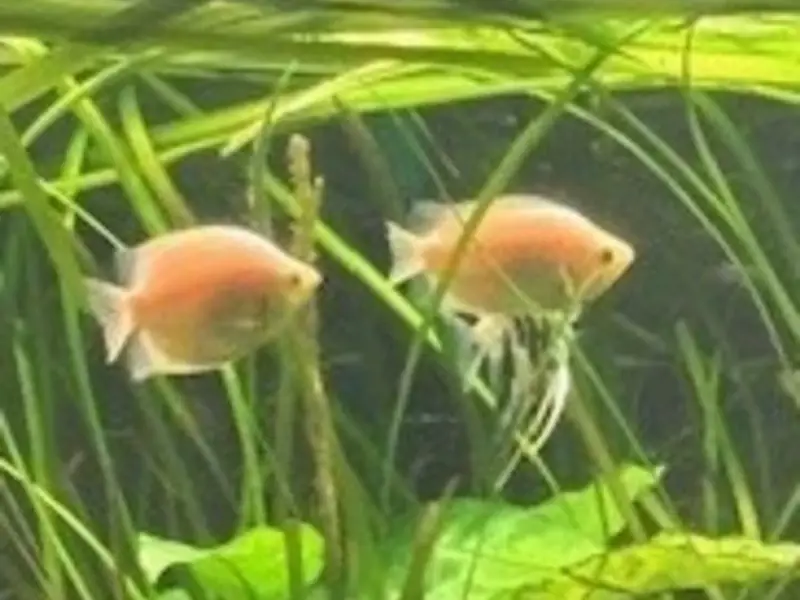 Pink Kissing Gourami    nice Medium size about 3"    Bag of 3 fish
