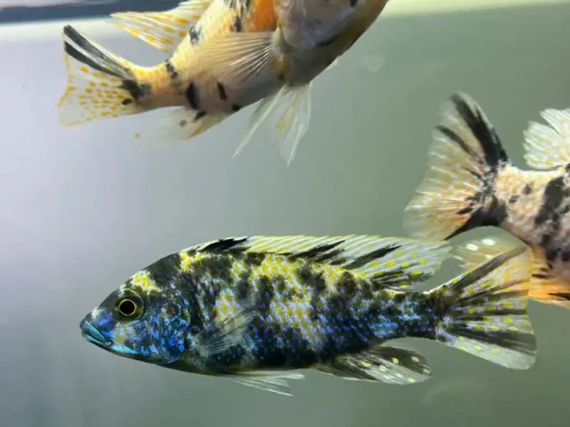 Blue OB Peacock