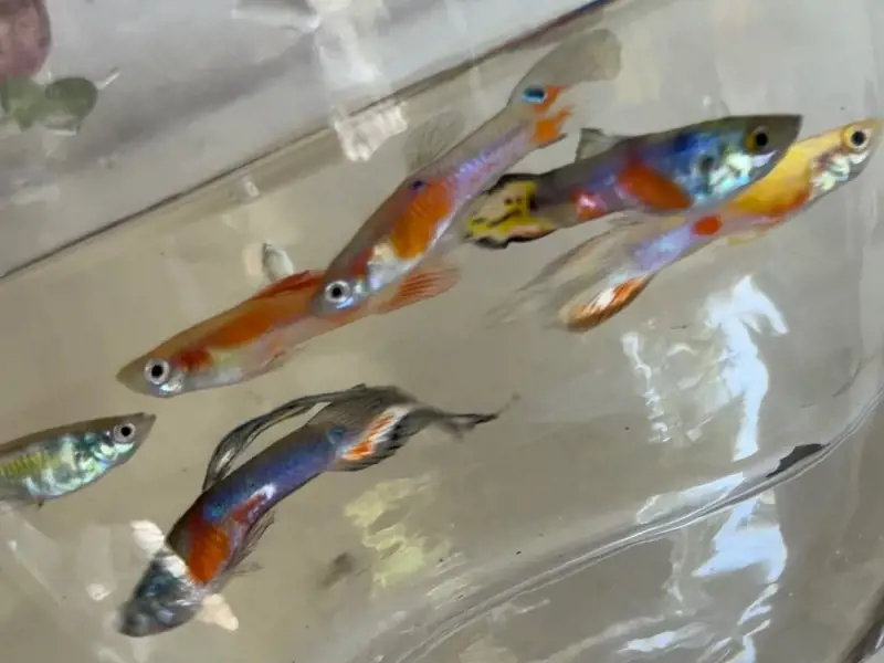 Rainbow MYSTERY fry pack qty. 10