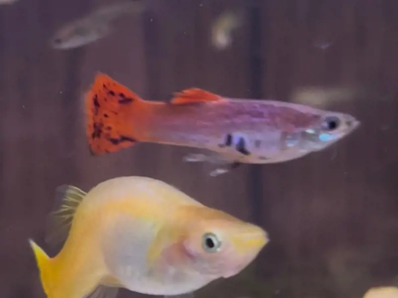 Sunset Cobra Guppies