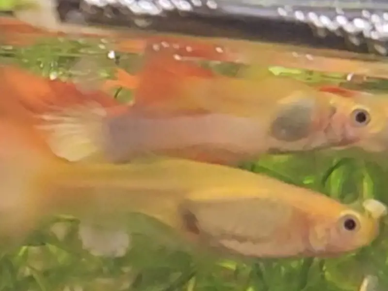 Tequila Sunrise Guppy Trio 1M2F