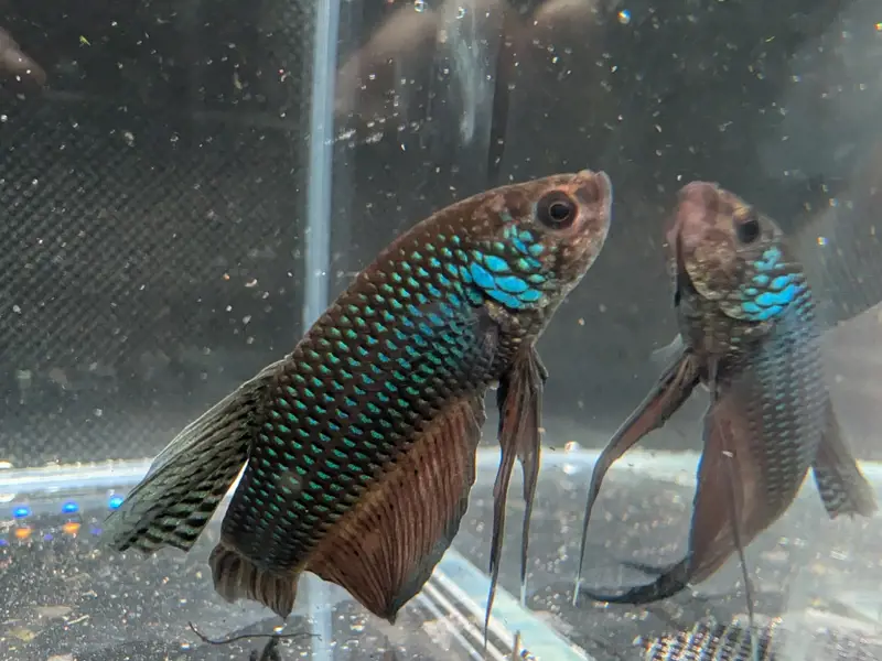 Male Betta Smaragdina Guitar - WILD BETTA Live Freshwater fish WYSIWYG