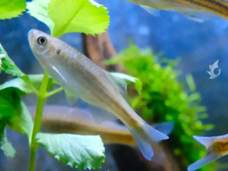 Zebrafish - Single