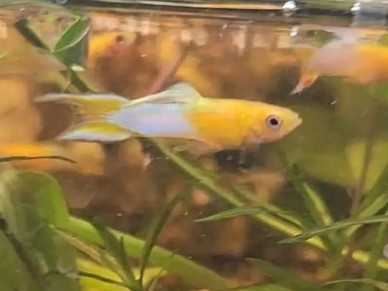 Japan Blue Gold Swordtail Guppy Trio