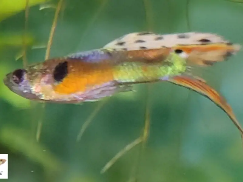 Rare Yellow Tuxedo Endler Guppy – 2 Trios + 1 Free Pair (3M/5F) – 8 Peaceful Freshwater Fish, Beginner Friendly