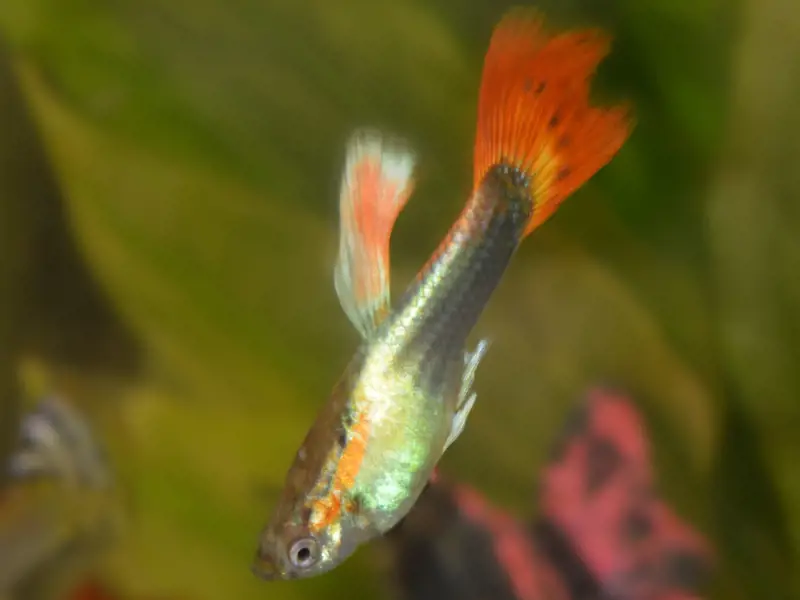 6 Mixed Fancy Guppy, Poecilia Reticulata, 2M/4F