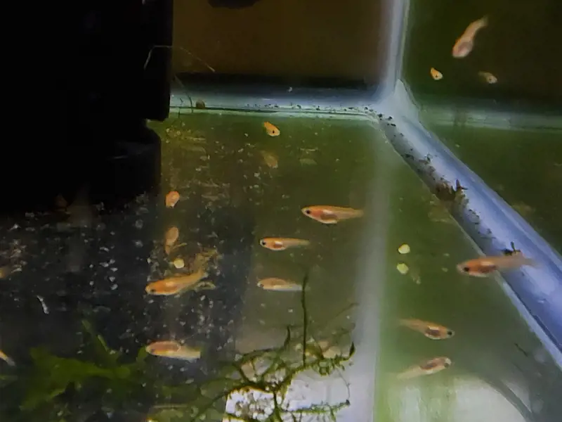 5+(1 Free) Orange Medaka Ricefish Juveniles | Light Fish