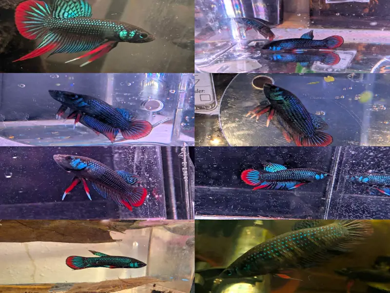 Betta Imbelis - Wild Type Wild Betta Fish - Franks Bettas Line Original Rare