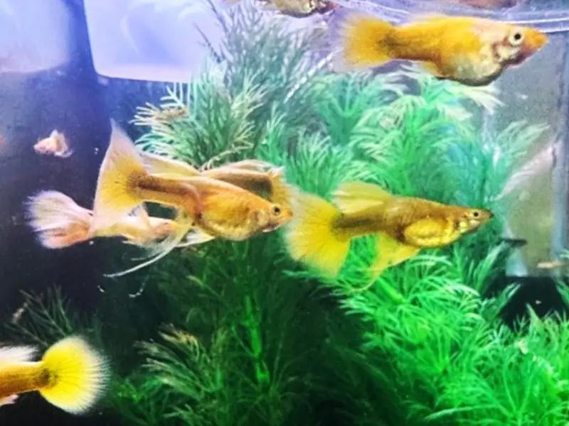 Full Gold Guppies - Fry Pack of 20 -or- Juvenile Pack of 10
