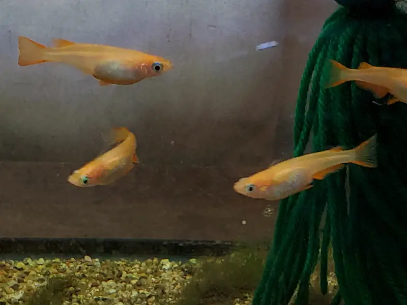 5+(1 Free) Orange Medaka Ricefish Juveniles | Light Fish