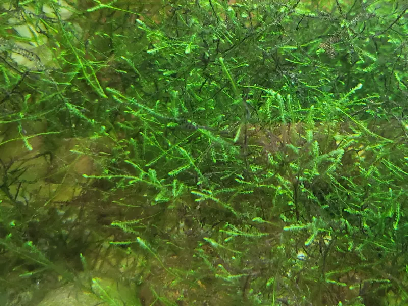 Java Moss  Light Fish