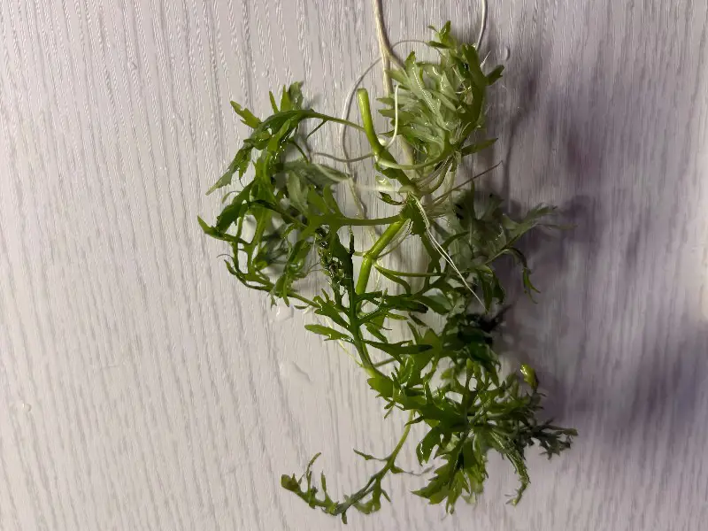Water Wisteria Bunch - Fast-Growing Aquarium Plant - 5-7 Stems