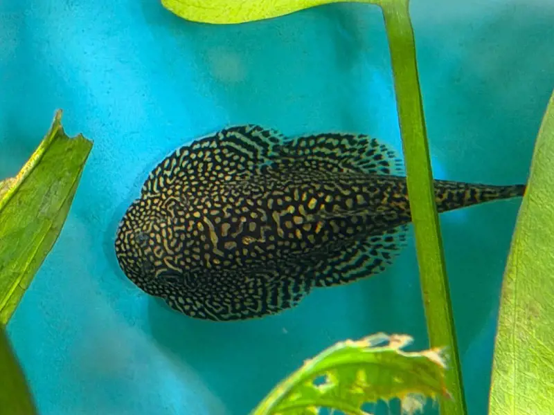 Hillstream Loach babies - Sewellia Albisuera aka Gold Ring Hillstream