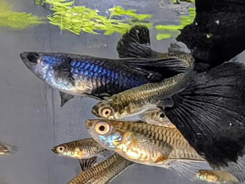 Pk Endlers Blue Moscow Guppys Pair MF