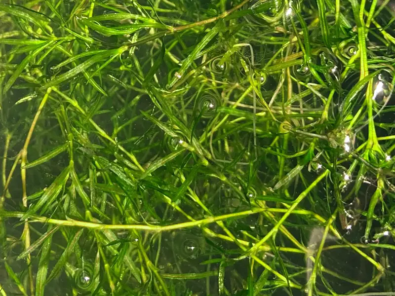 Guppy Grass