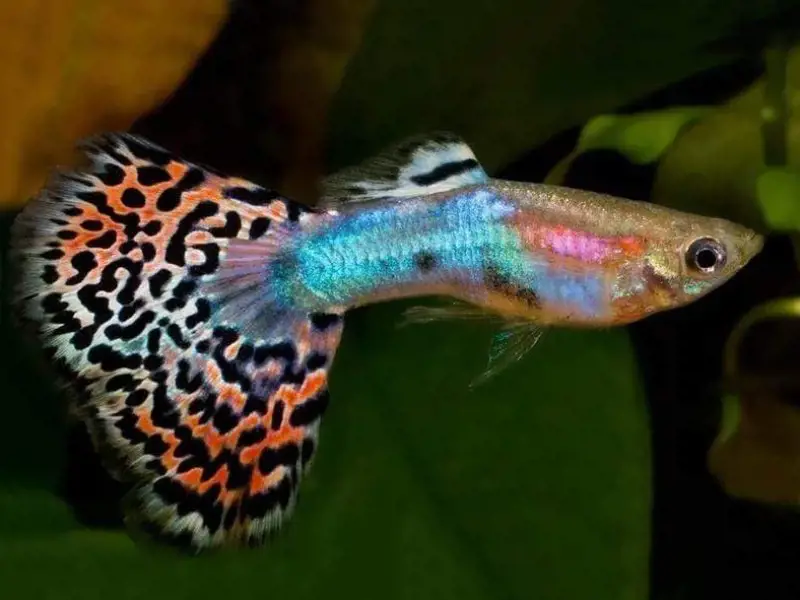 Male Rainbow guppy