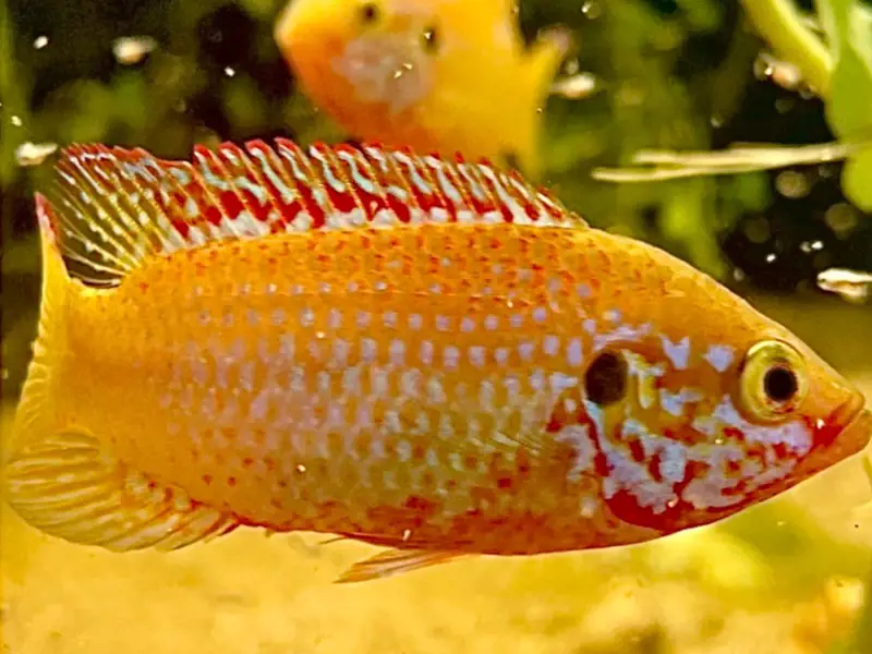 Golden Turquoise Jewel Cichlid 4 Juveniles, Free 2nd Day Air