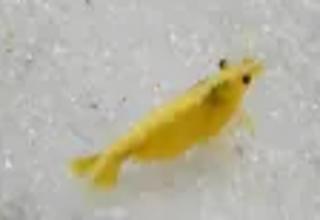 5 Yellow Goldenback Shrimp Live Freshwater Logo